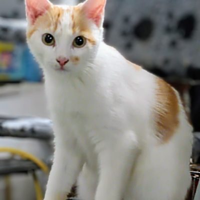 Juan