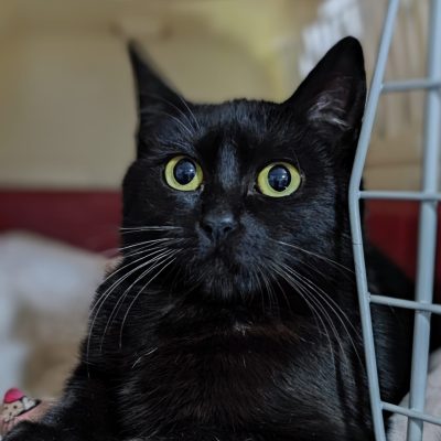 Pipa